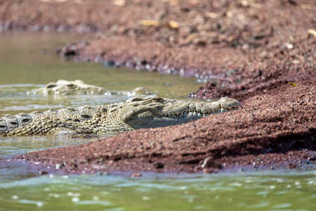 Chamo lake and resting big nile crocodile, Ethiopia Africa wildlife safari