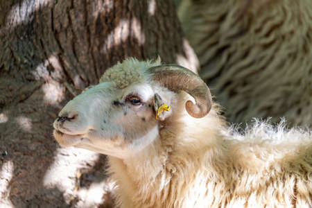 ram or rammer, male of sheep with horns in rural farmの写真素材