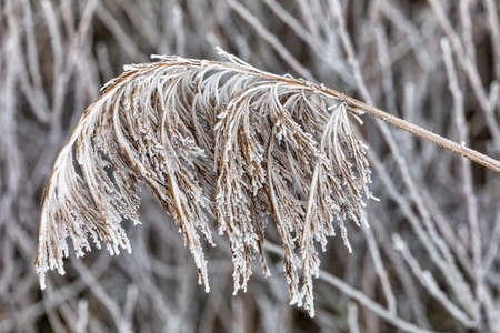 Reeds in winter with heavy frost. Natural sceneの写真素材