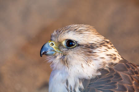 Portrait of Birds of Prey - Common Kestrel - Falco Tinnunculusの写真素材