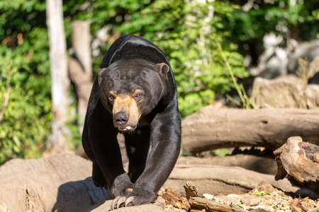 Sun bear, known as a Malaysian bearm, Helarctos malayanus, in sunny dayの写真素材