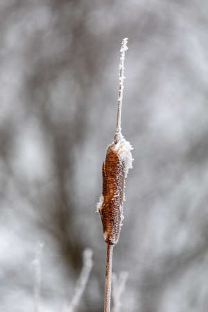 Reeds in winter with heavy frost. Natural scene