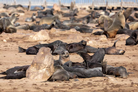 huge colony of brown fur seal in Cape Cross, Namibia safari wildlifeの写真素材