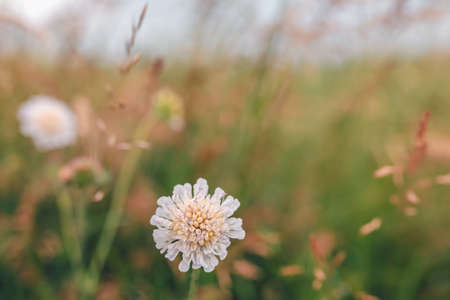 plants ad flowers in summer field with very shallow focus. Summer concept backgroundの写真素材