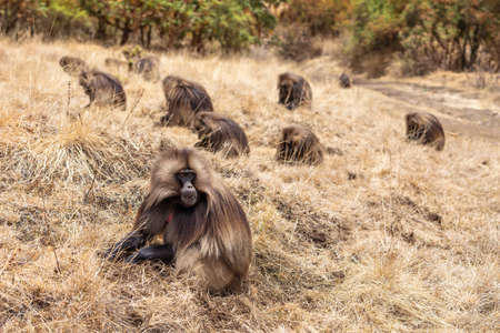 male group of endemic animal Gelada monkey feeding on grassland. Theropithecus gelada, Simien Mountains, Africa Ethiopia wildlifeの写真素材