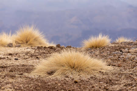 detail of grass in front of Semien or Simien Mountains National Park landscape in Northern Ethiopia....