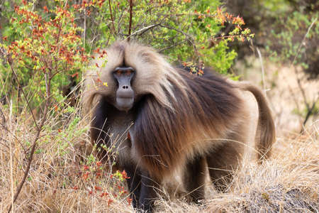 alpha male of endemic animal Gelada monkey in forest. Theropithecus gelada, Simien Mountains, Africa...