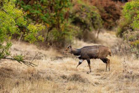 male of very rare Menelik's Bushbuck walking in the forest in Ethiopia. Africa Wildlifeの写真素材