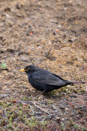 male of Common blackbird (Turdus merula) on ground looking for food. Czech Republic wildlifeの写真素材