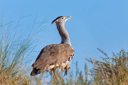 big bird Kori Bustard in african bush against blue sky, Kalahari South Africa, Africa wildlifeの写真素材