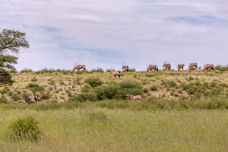 Gemsbok, herd of Oryx gazella walking on dune in Kalahari, green desert after rain season. Kgalagadi Transfrontier Park, South Africa wildlife safariの写真素材