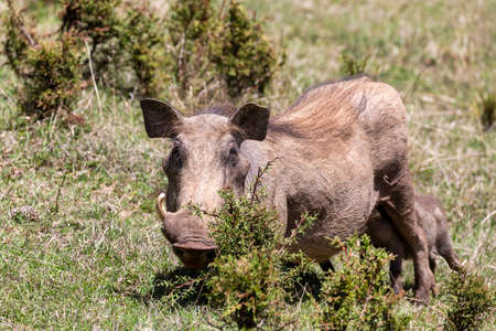 Warthog with baby piglets drinks milk from mother in natural habitat Bale Mountain, Phacochoerus Aethiopicus. Ethiopia, Africa safari wildlifeの写真素材