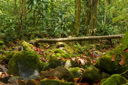 Beautiful view of the primary rainforest jungle of the Masoala National Park in Madagascar, Africa...