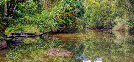 Beautiful view of the primary rainforest jungle of the Masoala National Park in Madagascar,   Africa...