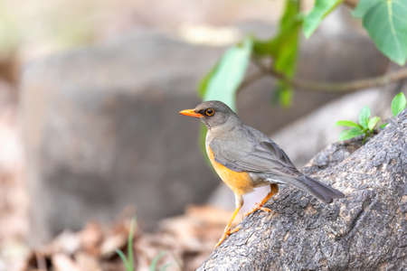 Abyssinian thrush (Turdus abyssinicus) is a passerine bird in the family Turdidae. Ethiopia, Gondar, Africa safari wildlifeの写真素材