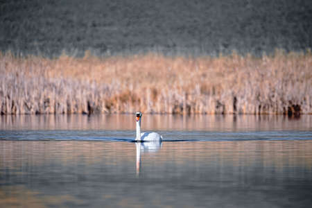 Wild bird mute swan (Cygnus olor) swim in spring on pond, Czech Republic Europe wildlifeの写真素材