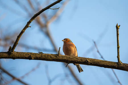 small beautiful bird, common chaffinch (Fringilla coelebs) perched on the branch, songbird in nature. Europe Czech Republic wildlifeの写真素材