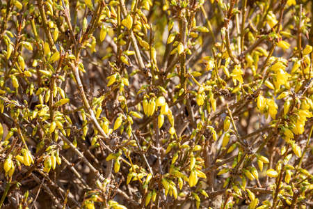 Beautiful Yellow buds and blossoms of forsythia bush in spring gardenの写真素材