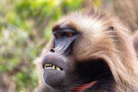 alpha male of endemic animal Gelada baboon. Theropithecus gelada, Debre Libanos, Simien Mountains,...
