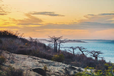 Baobab tree on sunset, Antsiranana - Bay of Diego Suarez, Madagascar. Pure wilderness nature scene,...