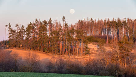 Wooden Hunter High Seat in the forest attacked by the pest by bark beetle, dead trees, hunting tower in spring rural Landscape, Czech Republic Scenery with full moonの写真素材