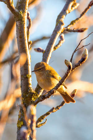 small song bird Willow Warbler (Phylloscopus trochilus) sitting on the branch. Little songbird in the natural habitat. Spring time. Czech Republic, Europe wildlifeの写真素材