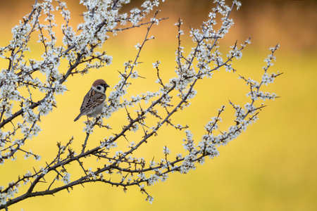 Eurasian tree sparrow (Passer montanus), passerine bird in the sparrow family perched on flowering tree with beautiful blurred yellow background.の写真素材
