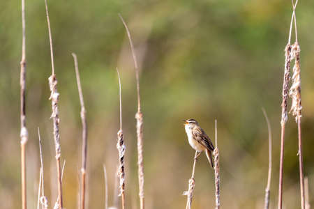 small song bird Sedge warbler (Acrocephalus schoenobaenus) sitting on the reeds. Little songbird in the natural habitat. Spring time. Czech Republic, Europe wildlifeの写真素材