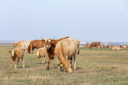traditional hungarian cattle in Hortobagy National Park, Hungary, puszta is famous ecosystems in Europe and    Siteの写真素材