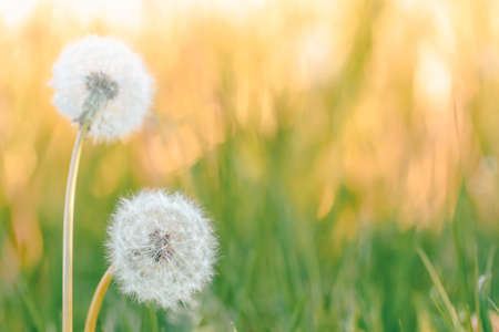 Dandelion flower with shallow focus, abstract spring color tone for natural background. Springtime symbolの写真素材