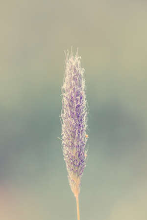 spring grass on bokeh spring background, springtime backdrop