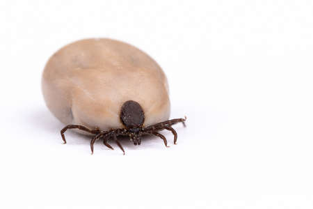 Tick (Ixodes ricinus) filled with blood isolated on white. Danger insect can transmit both bacterial...