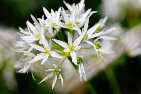 Flowering wild garlic leek (Allium ursine) in the spring garden. healthy ingredients for cooking