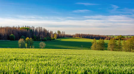 Beautiful green spring rural landscape with green field. Rural landscape. Spring landscape. Agricultural field in countryside. Beautiful Czech Republic Vysocina, Highland countrysideの写真素材