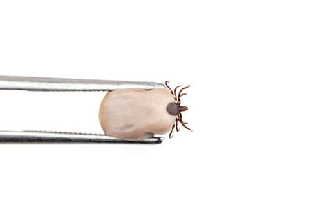 Tick (Ixodes ricinus) filled with blood, holded in tweezers isolated on white background. Danger insect can transmit both bacterial and viral pathogens.の写真素材