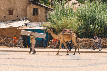 AXUM, ETHIOPIA, APRIL 27th.2019: Man with camel in center of Aksum transporting freight on April 27, 2019 in Aksum, Ethiopia Africaのeditorial素材
