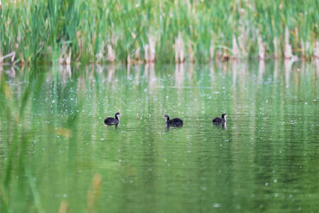 chicken of water bird Eurasian coot, Fulica atra on pond with spring green reflection. Czech Republic, Europe Wildlifeの写真素材
