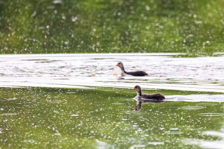 chicken of water bird Eurasian coot, Fulica atra on pond with spring green reflection. Czech...