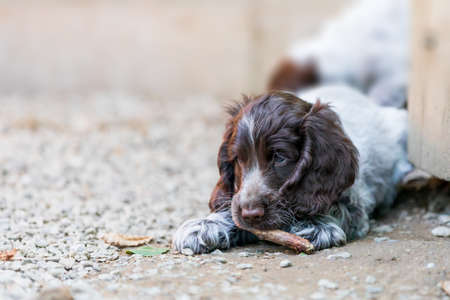 portrait of dog English Cocker Spaniel portrait of dog English Cocker Spaniel puppy in puppies playground on breeding station.el puppy in pupies playgroung on breeding station.の写真素材