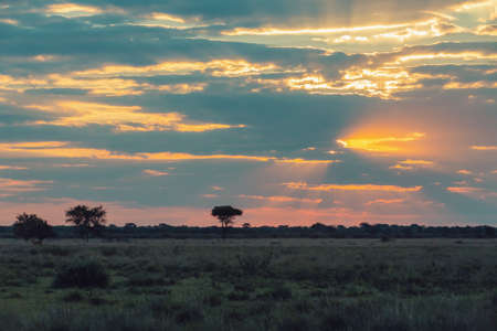 Traditional orange african sunset over plain with acacia tree, nature scene, africa wildernessの写真素材