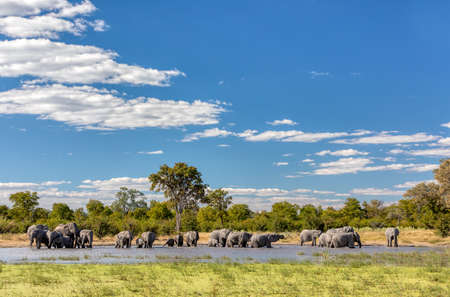 herd of African Elephant on waterhole in Moremi game reserve Botswana, picturesque of traditional...