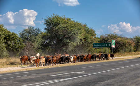herd of domestic cattle goes from pasture on highway near Rundu airport, Northern Namibia, Africaの写真素材