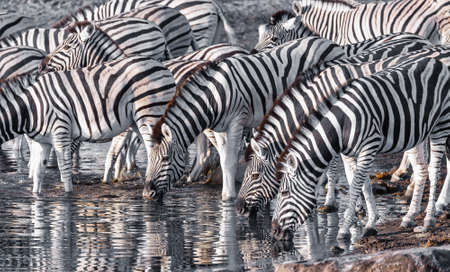 Burchell's zebra family with calf drinks from waterhole, Etosha national Park, Namibia wildlife wildlife safariの写真素材