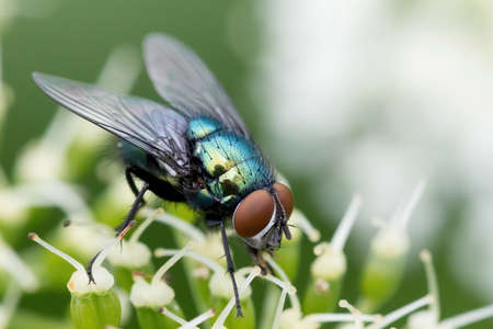 Common green bottle fly feeding on white flower, Europe nature, Czech Republic insect wildlife
