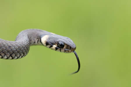 Closeup of small grass snake, Natrix natrix, european wildlife, Czech Republicの写真素材