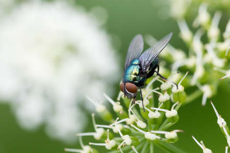 Common green bottle fly feeding on white flower, Europe nature, Czech Republic insect wildlife