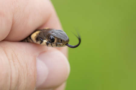 man hold in hand small grass snake, Natrix natrix, european wildlife, Czech Republicの写真素材