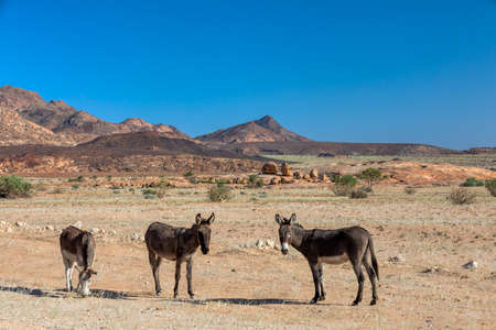 donkey grazing in the vast and desolate desert landscape in Brandberg mountain, Namibia.の写真素材