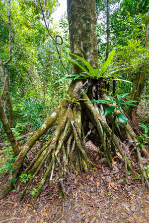 Rainforest jungle of the Masoala National Park in Madagascar, woodland with tropical climate, Africa Madagascar wildernessの写真素材