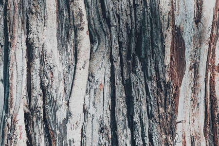 dry tree bark texture and background, nature vintage conceptの写真素材
